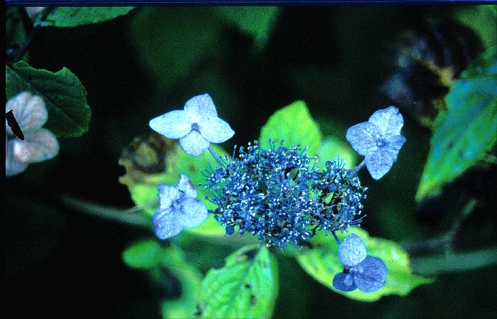 Hydrangea serrata 'Sensuku-ku'