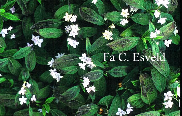 Hydrangea serrata 'Shichi danka'