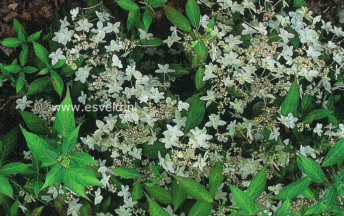 Hydrangea serrata 'Shira-kuzu'