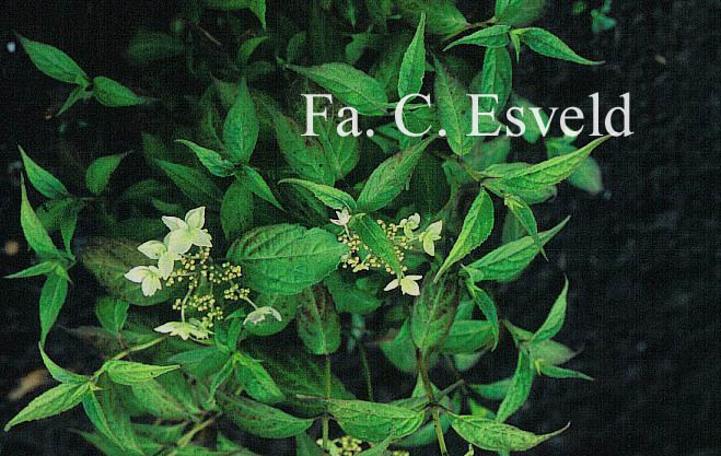 Hydrangea serrata 'Shiro-fuji'