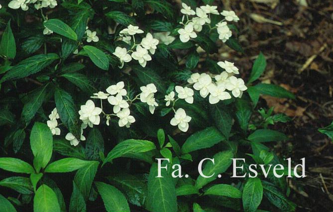 Hydrangea serrata 'Shiro-tae'