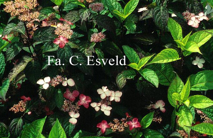 Hydrangea serrata 'Taren-beni-gaku'