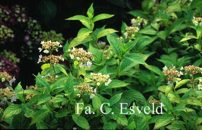 Hydrangea serrata 'Wilsonii'