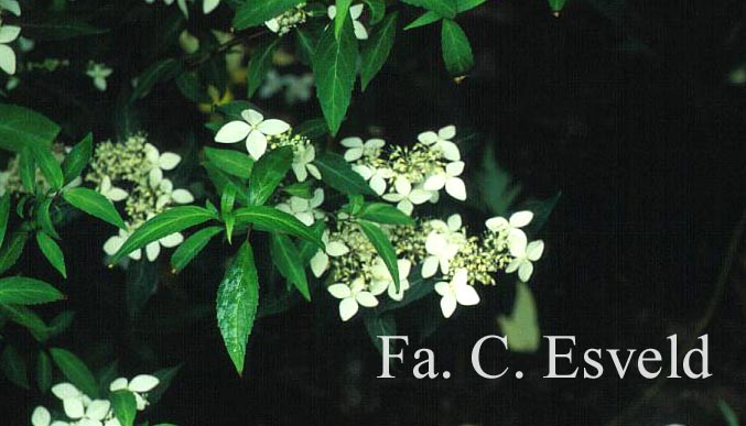 Hydrangea serrata var. angustata