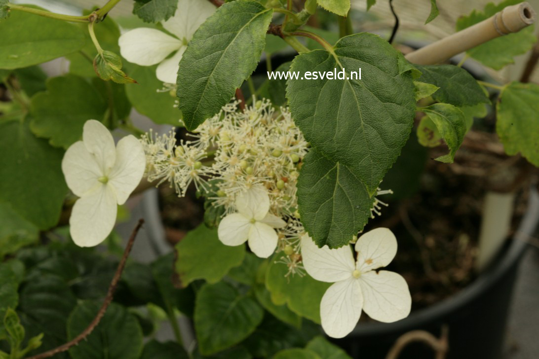 Hydrangea taquetii