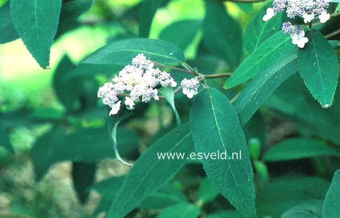 Hydrangea villosa 'Highdown'