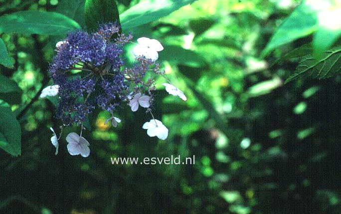 Hydrangea villosa 'Joelle'