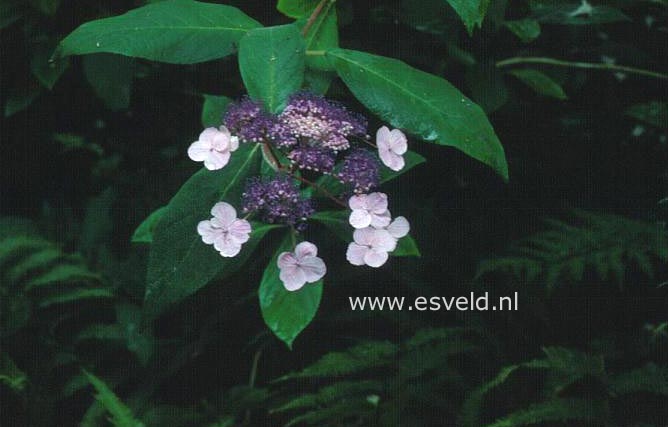 Hydrangea villosa 'Le Thuit Saint Jean'