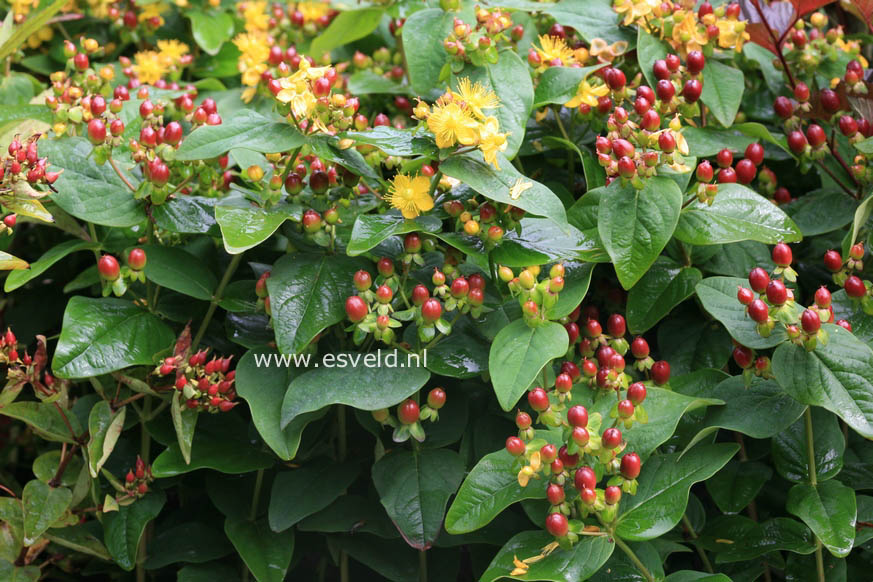 Hypericum 'Kolmcherrip' (MAGICAL CHERRY)