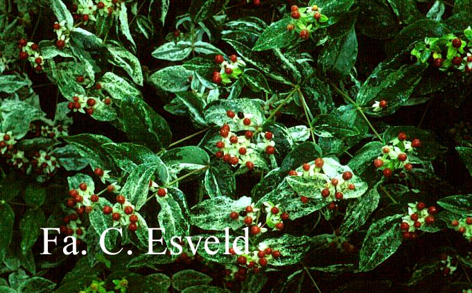 Hypericum androsaemum 'Gladis Brabazon'