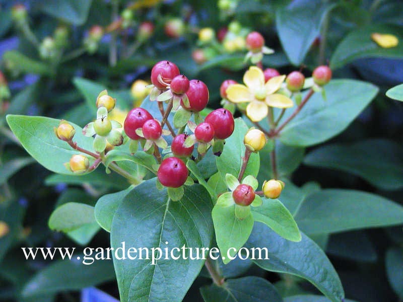 Hypericum inodorum 'Elite Marion'
