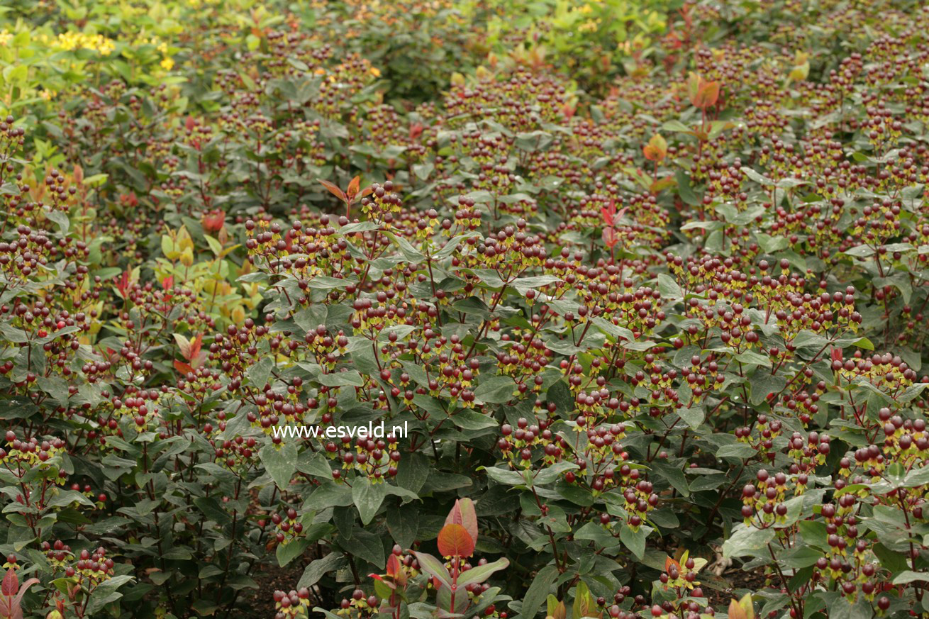 Hypericum inodorum 'Kolmago' (MAGICAL GOLD)