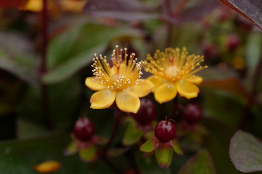 Hypericum inodorum 'Kolmuni' (MAGICAL UNIVERSE)