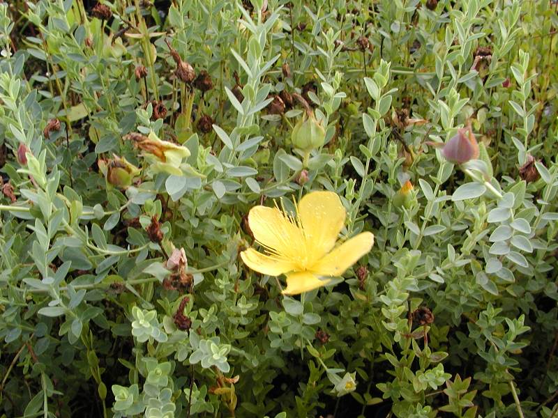 Hypericum olympicum