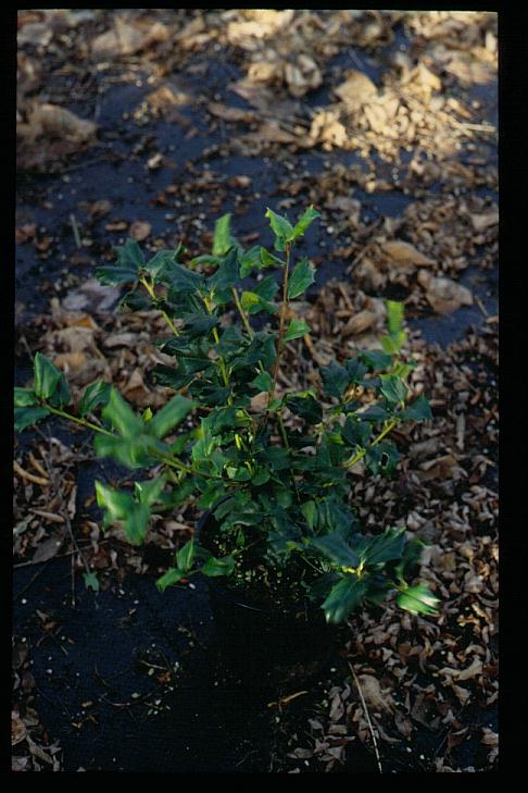 Ilex 'Chinese Girl'