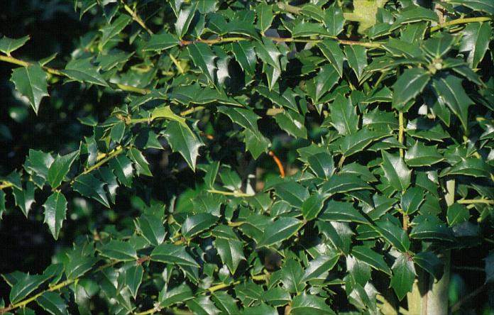 Ilex 'Denmark'