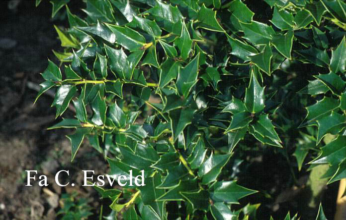 Ilex 'Dr. Hu'