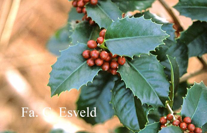 Ilex 'Emily Brunner'