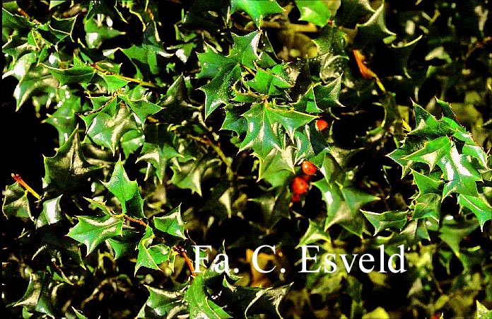 Ilex 'Good Taste'
