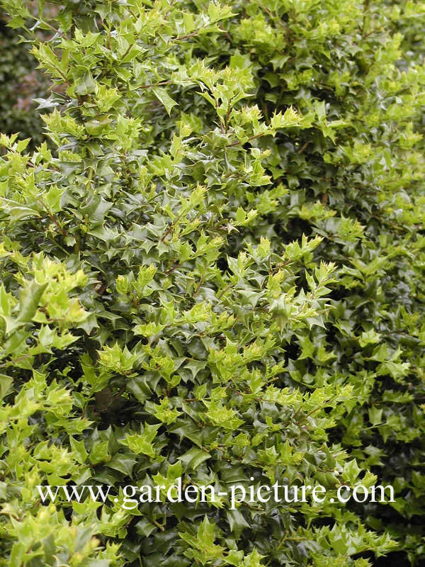 Ilex 'John T. Morris'