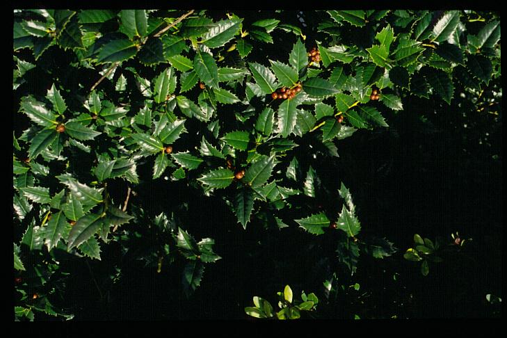 Ilex 'Mary Nell'