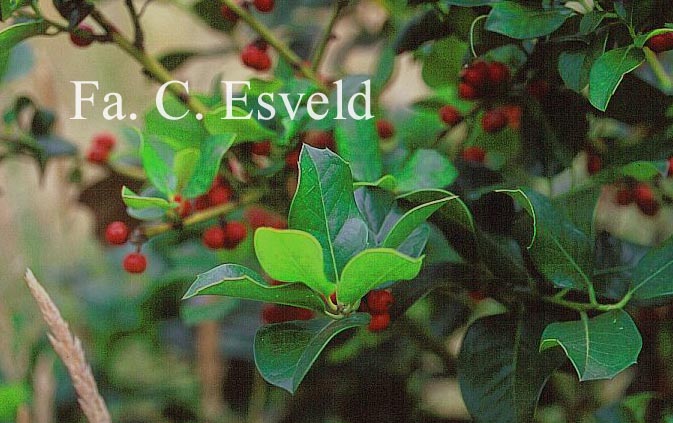 Ilex altaclerensis 'Hendersonii'
