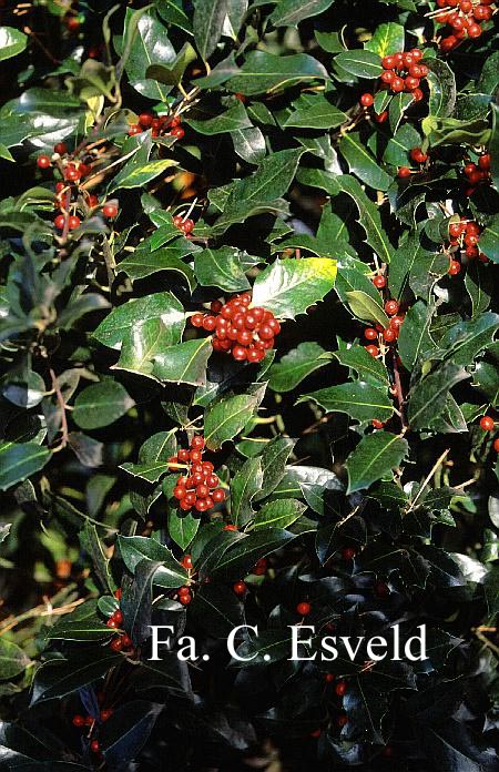 Ilex altaclerensis 'M.M. Barnes'