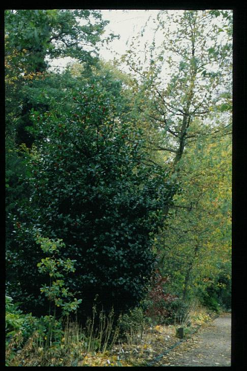 Ilex altaclerensis 'Wilsonii'