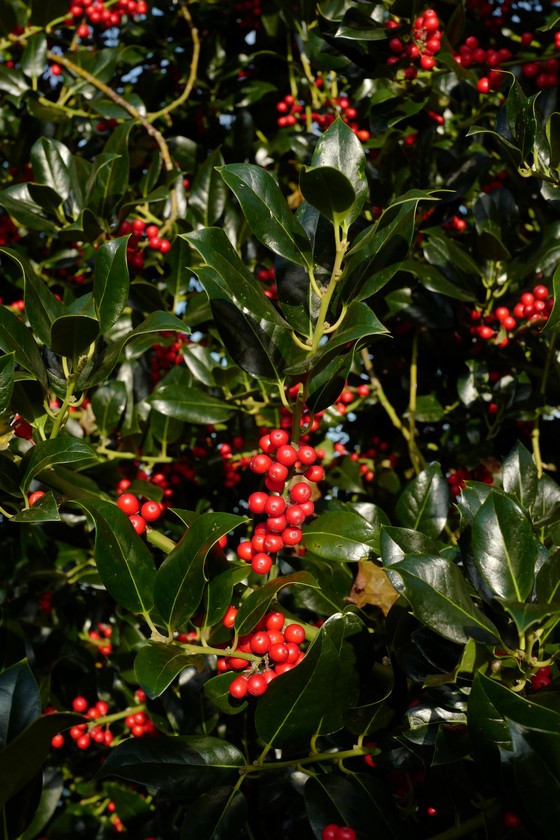 Ilex aquifolium 'Berlicum Beauty'