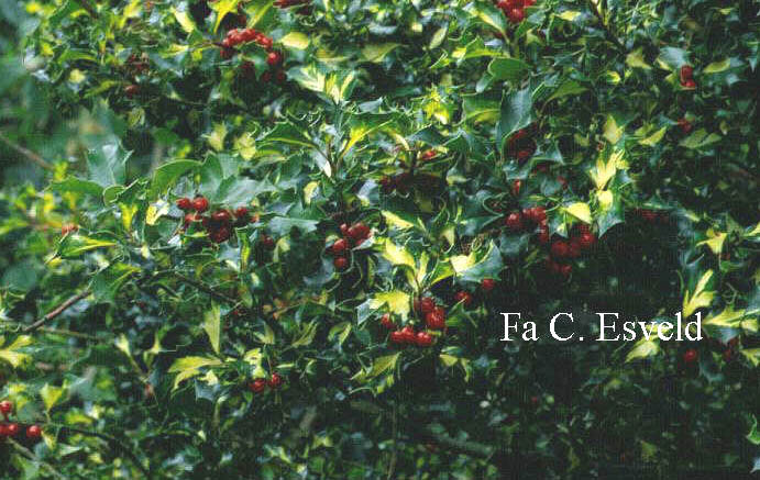 Ilex aquifolium 'Golden Milkmaid'