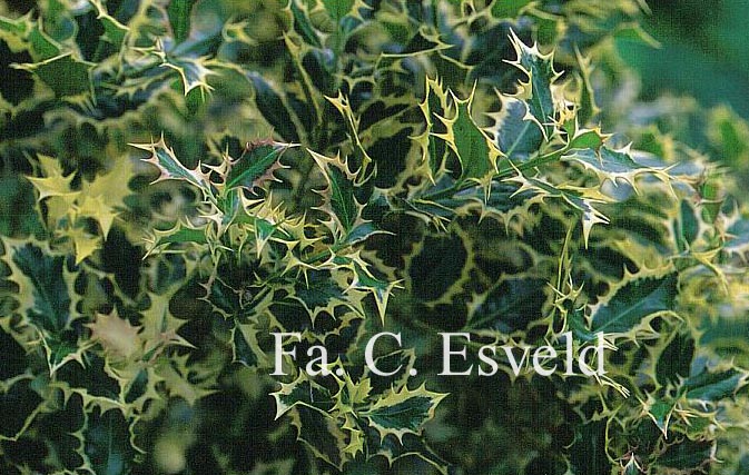 Ilex aquifolium 'Grandis'
