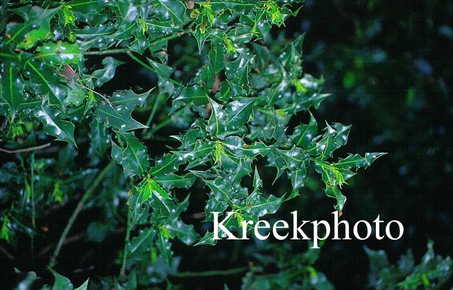 Ilex aquifolium 'Monstrosa'