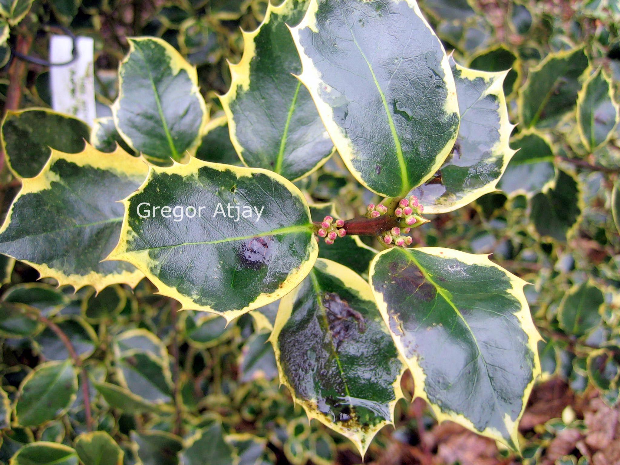 Ilex aquifolium 'Ovata'