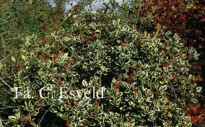 Ilex aquifolium 'Pendula Aureomarginata'