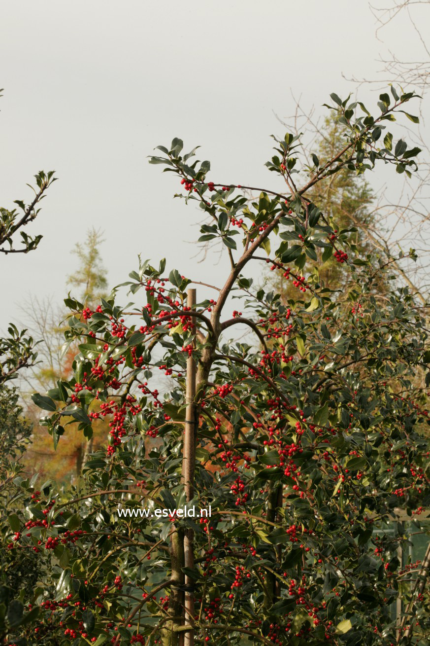 Ilex aquifolium 'Pendula Femina'
