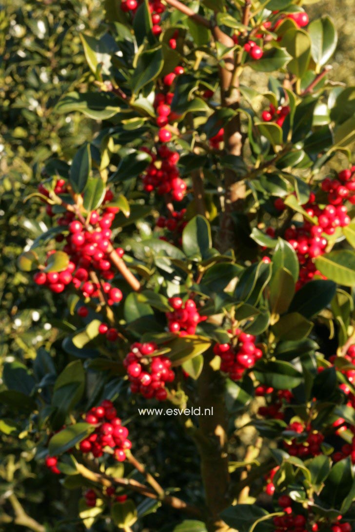 Ilex aquifolium 'Texelendje'