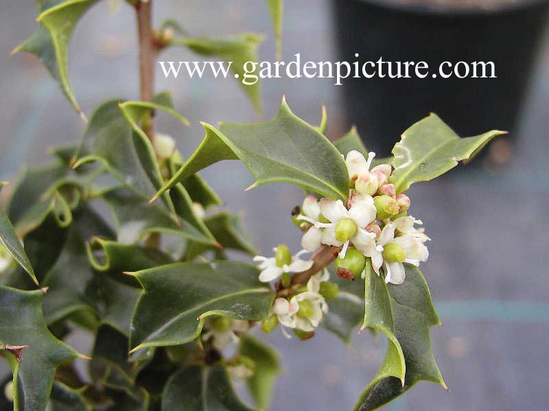 Ilex aquipernyi 'Meschick' (DRAGON LADY)