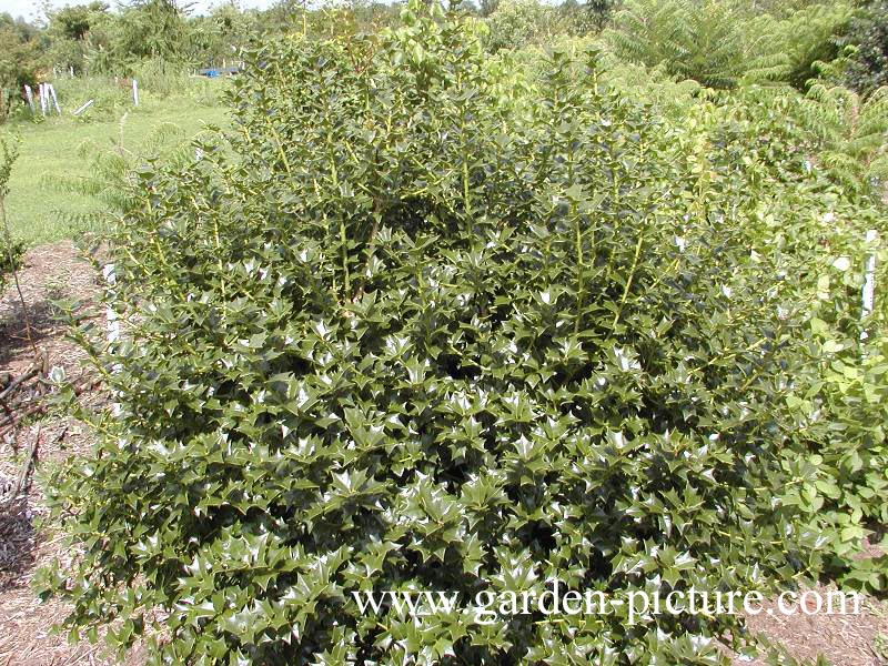 Ilex cornuta 'Hitchcock'