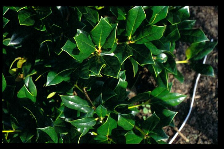 Ilex cornuta 'Willow Leaf'