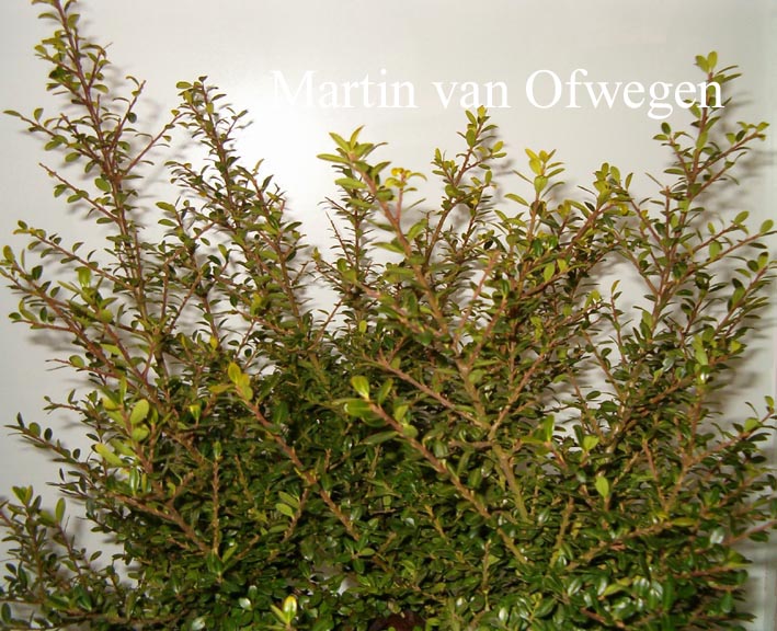 Ilex crenata 'Glory Gem'