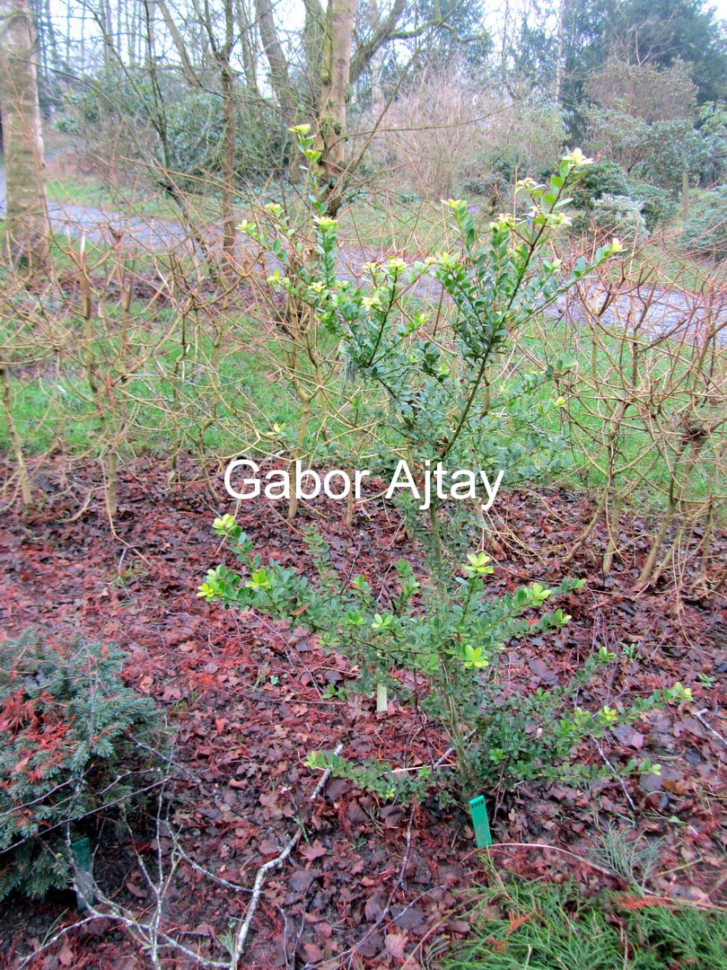 Ilex crenata 'Green Hedge'
