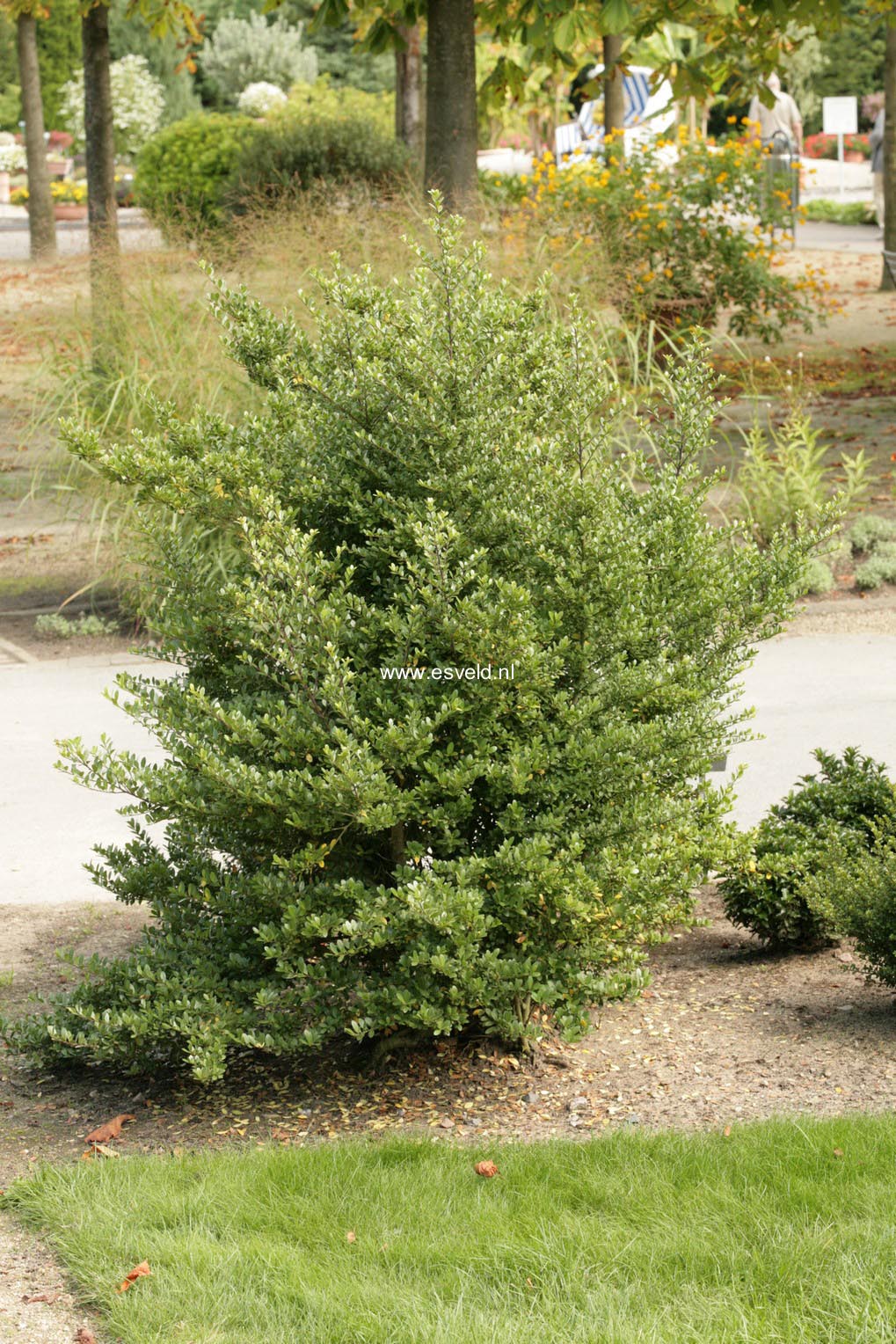 Ilex crenata 'Icoprins11' (DARK GREEN)