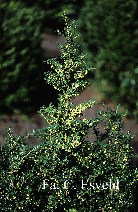 Ilex crenata 'Ivory Tower'