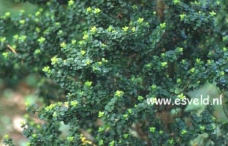 Ilex crenata 'Mariesii'