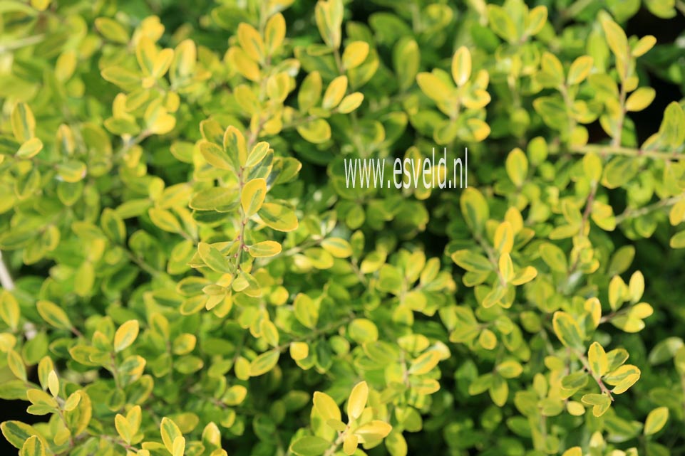 Ilex crenata 'McCracken's Variegated'