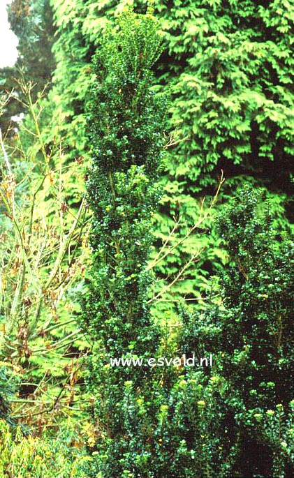 Ilex crenata 'Nakada'