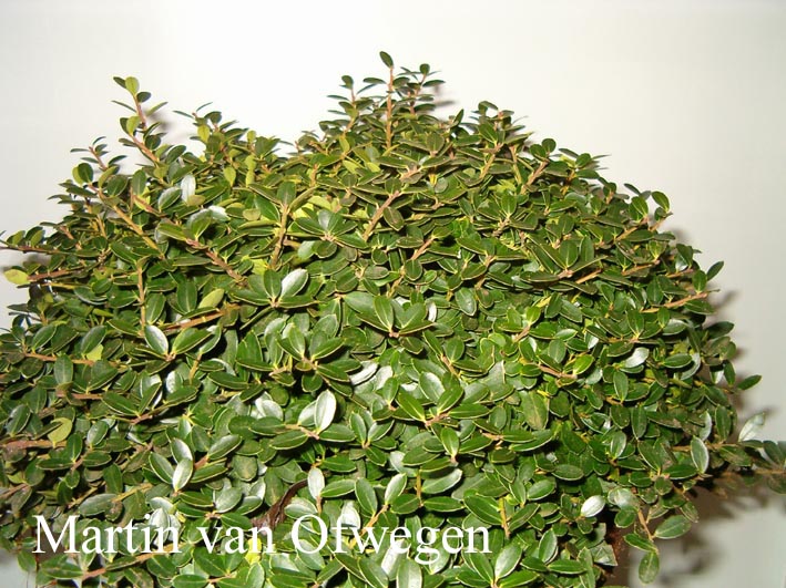 Ilex crenata 'Robert Culpepper'
