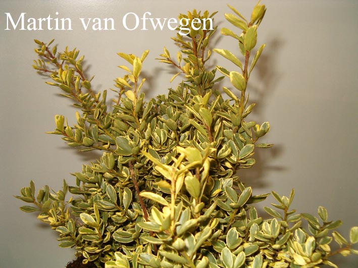 Ilex crenata 'Shiro fukurin'