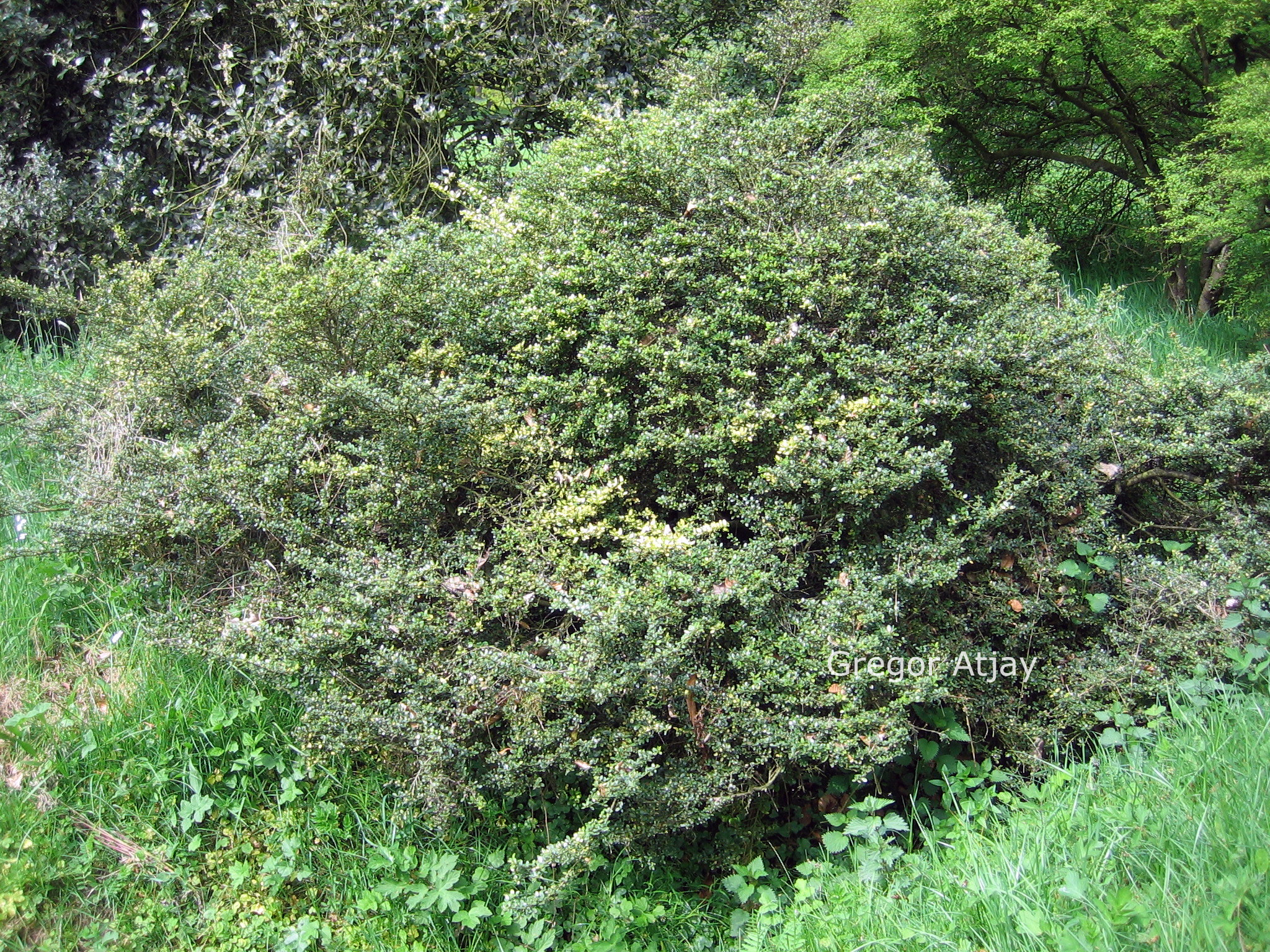 Ilex crenata 'Variegata'