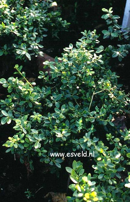Ilex crenata f. watanabeana